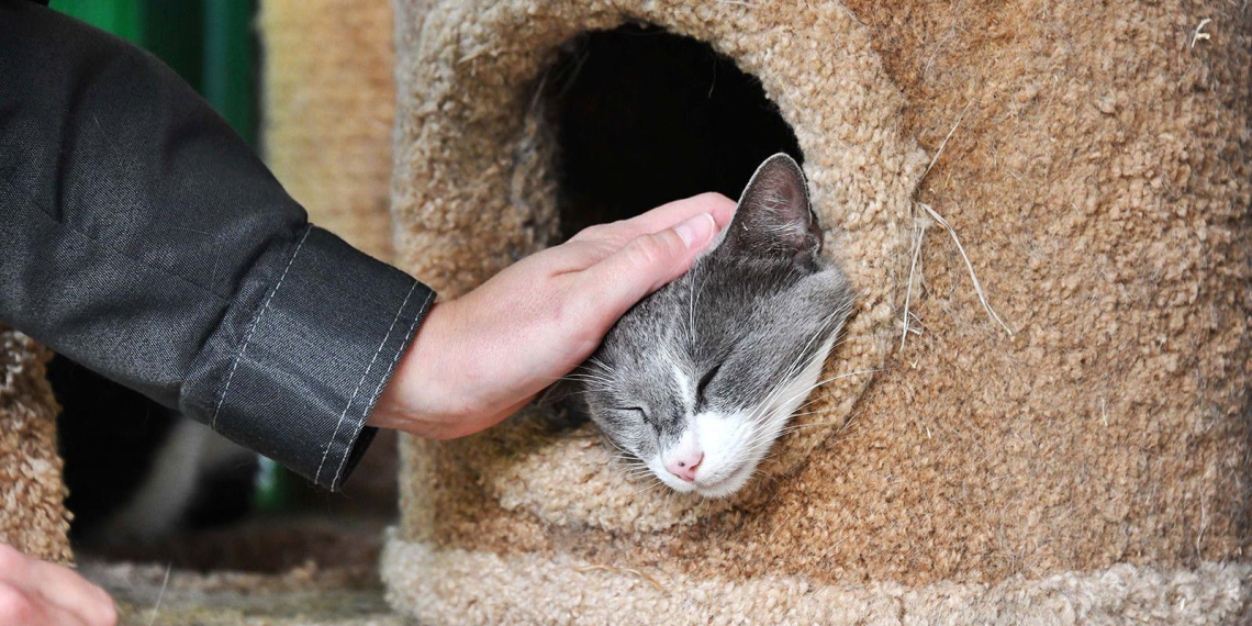 Участники акции "Месяц добра" перевели НКО 2 млн рублей за неделю