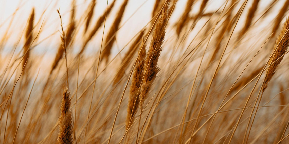 Россия нашла покупателя на зерно, от которого отказалась Турция