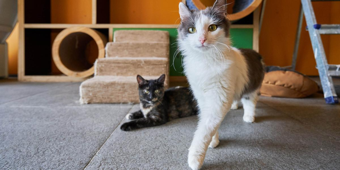 На Тверском бульваре открылось пространство "Моспитомец × Четвероногий друг"