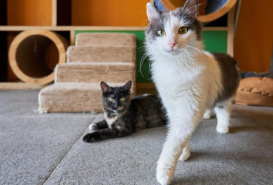 На Тверском бульваре открылось пространство "Моспитомец × Четвероногий друг"