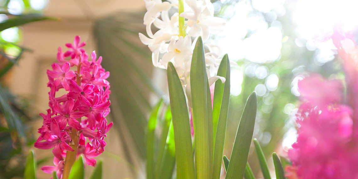 "Мосбилет" приглашает на выставку "Весна в царицынских оранжереях"