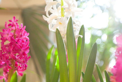 "Мосбилет" приглашает на выставку "Весна в царицынских оранжереях"