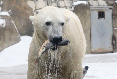 "Мосбилет" приглашает отметить день полярного медведя в зоопарке