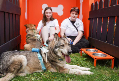 Десятки собак и кошек нашли хозяев благодаря сервису "Моспитомец"