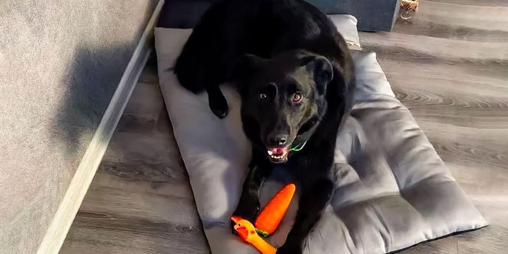 Сервис Моспитомец помогает обрести дом кошкам и собакам из приютов