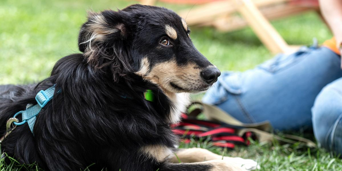 Глава фонда защиты животных: у "Моспитомца" есть большой потенциал