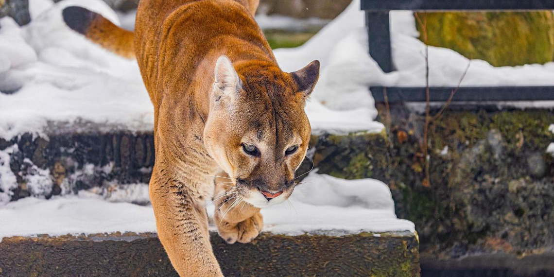 Зрители по всей России и за рубежом следят за трансляциями Московского зоопарка