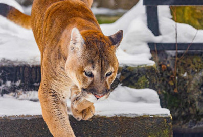 Зрители по всей России и за рубежом следят за трансляциями Московского зоопарка