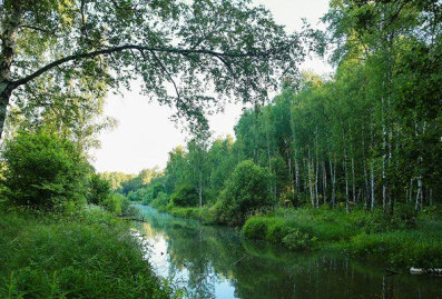 В нацпарке "Лосиный остров" установили искусственные домики для летучих мышей