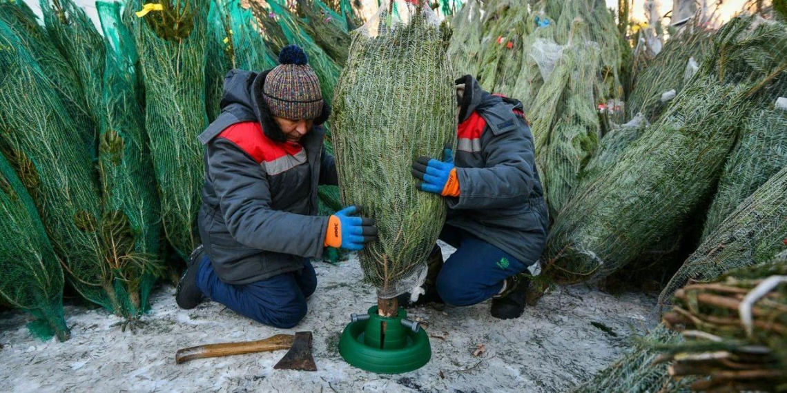 На ёлочных базарах Москвы рассказали, как правильно выбрать дерево