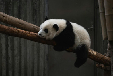 Китай отберет у Японии панд