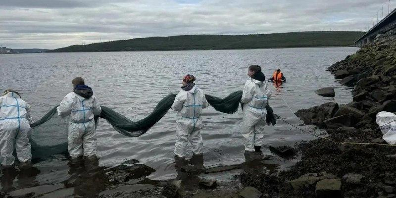 Волонтёры "Экосистемы" очистили побережье Кольского залива от нефтепродуктов 