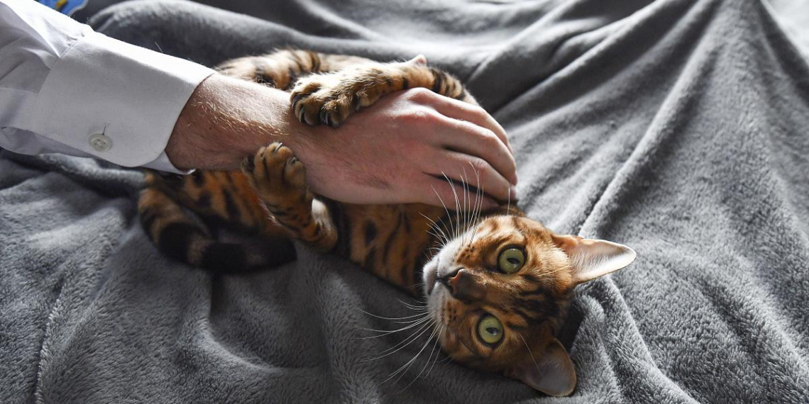 Специалисты сервиса "Моспитомец" подготовили советы для будущих хозяев