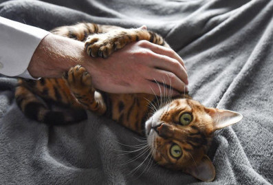 Специалисты сервиса "Моспитомец" подготовили советы для будущих хозяев