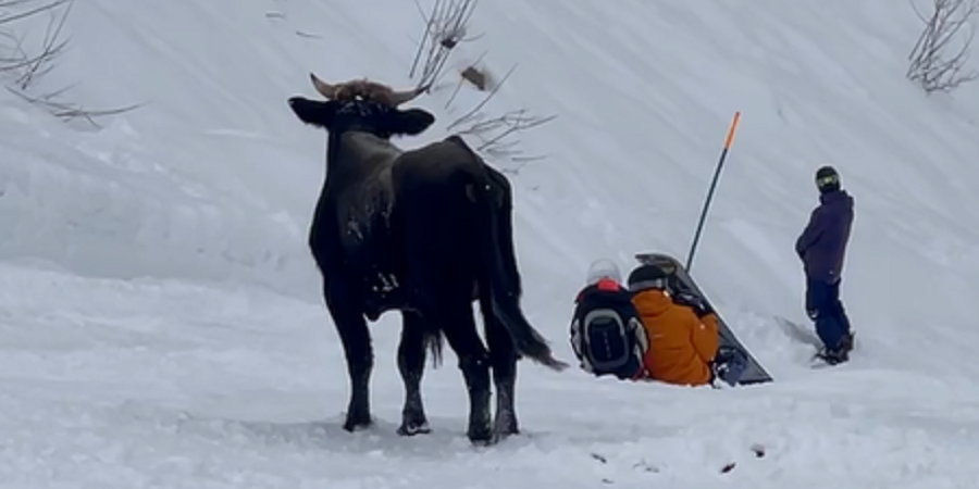 На склоне курорта "Роза Хутор" в Сочи сняли агрессивного быка, бодающего лыжников