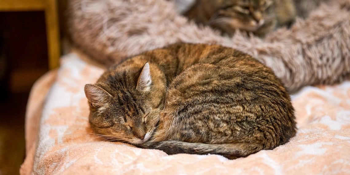 В январе 217 собак и 80 кошек из 13 московских приютов обрели дом