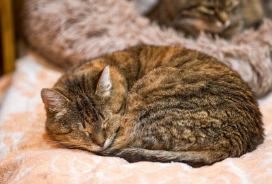 В январе 217 собак и 80 кошек из 13 московских приютов обрели дом