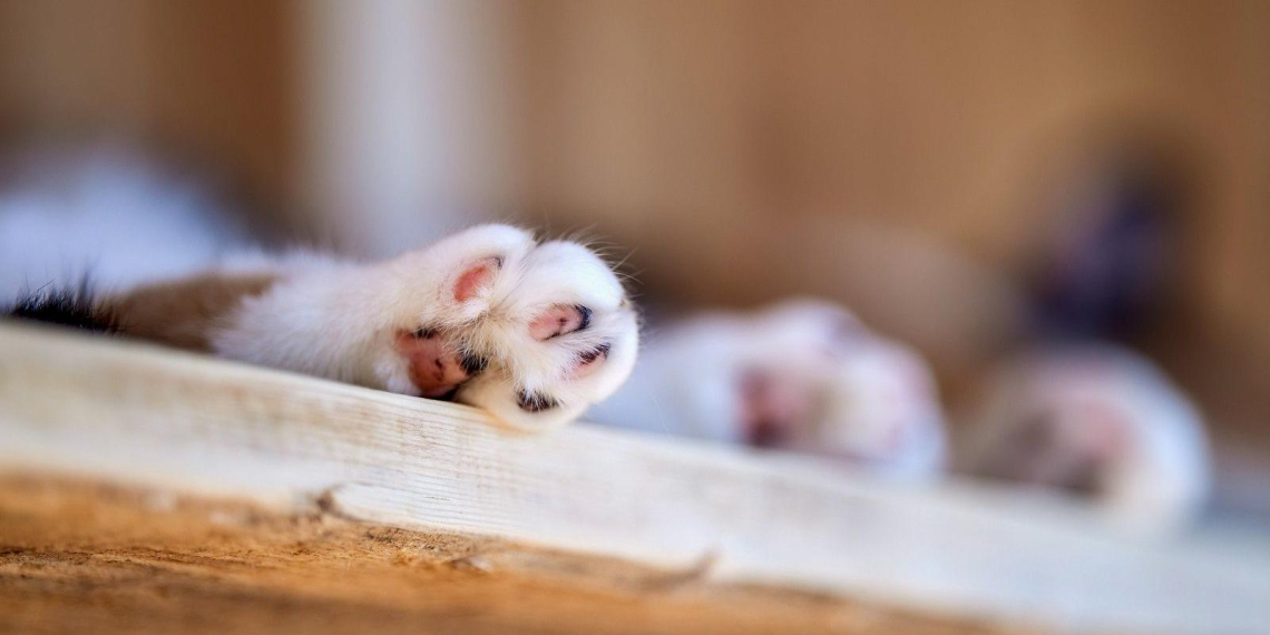 Москвичи начали забирать животных из приютов с помощью сервиса Моспитомец