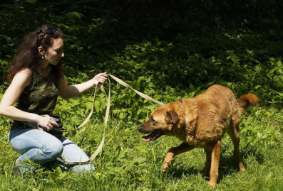 В День домашних животных рассказали, как звери из приютов в Москве находят дом