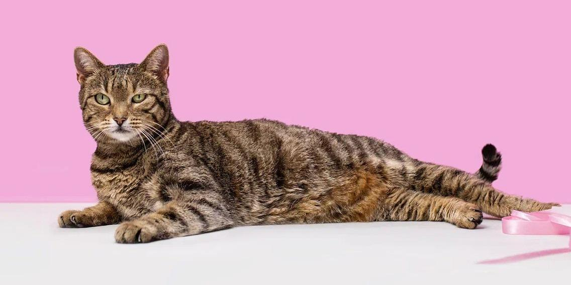 Фотографы рассказали, как проходили съёмки животных из проекта "Моспитомец"