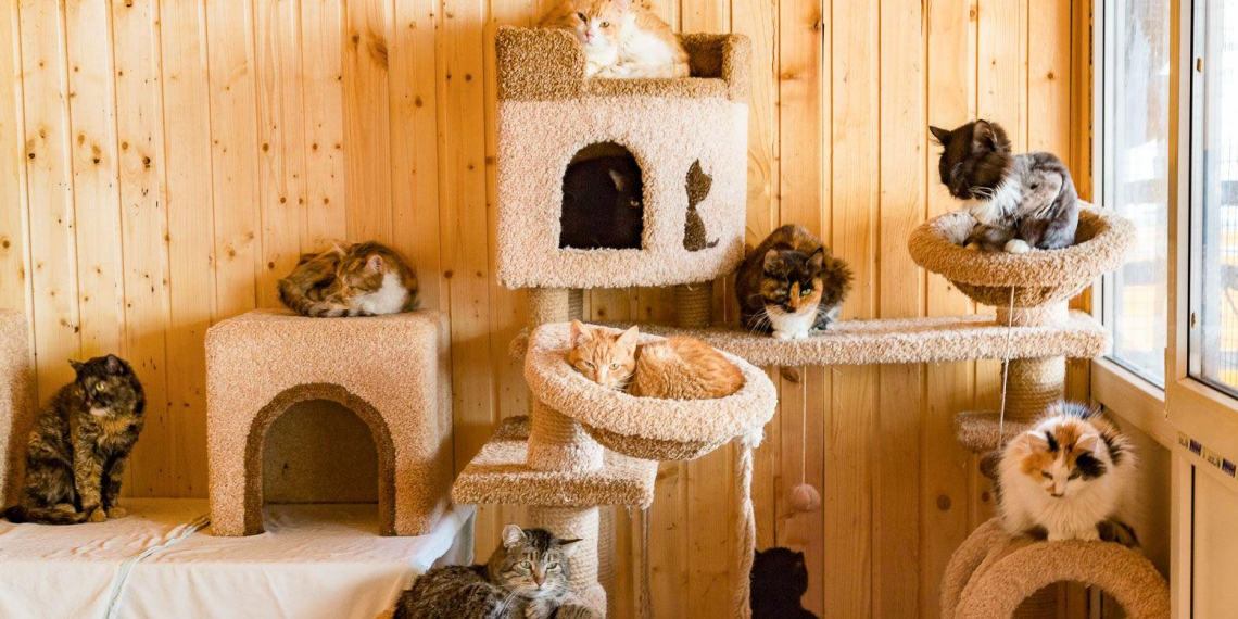 На mos.ru появился сервис, с помощью которого можно забрать животное из приюта