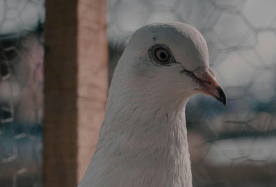 Попадающие в сетку птицы остаются целы и невредимы – ТЦ %22Авиапарк%22