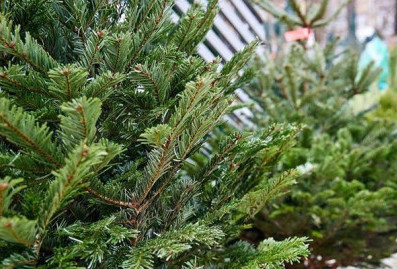 На карте проекта %22Зима в Москве%22 появились адреса ёлочных базаров