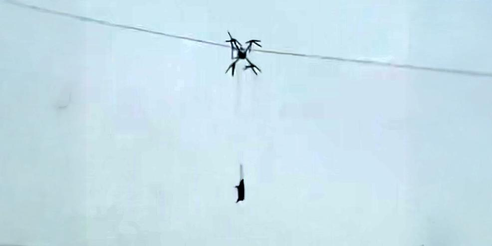 Жители китайской деревни освоили перевозку свиней дронами и остались без электричества