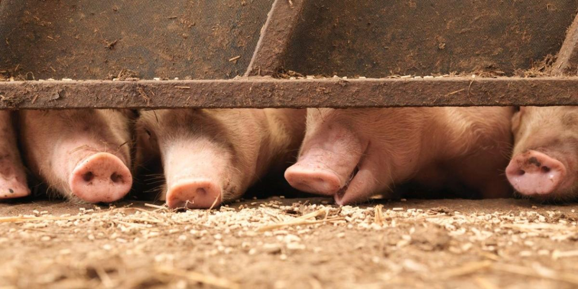 Exxpress: украинское зерно вместо отправки в бедные страны скормили европейским свиньям
