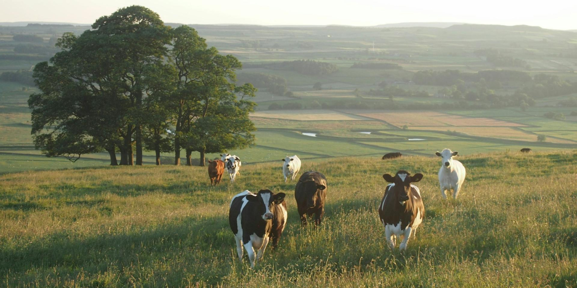 В Новосибирской области ввели режим ЧС из-за вспышки заболеваний скота